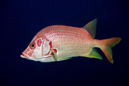 关于金鱼的说说