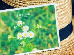 描写草莓的优美句子 描写摘草莓的句子