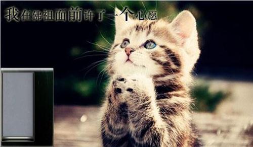 描写小猫的句子 形容小猫外貌的句子_优美句子