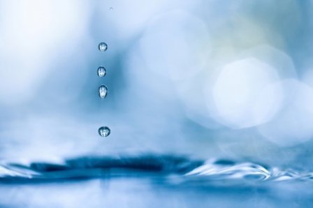 描写月季花的句子