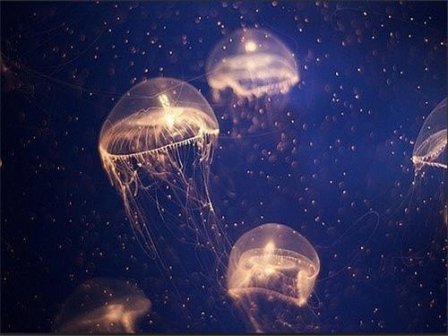 描写重逢的句子