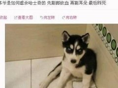 朋友圈虐狗说说 发朋友圈虐狗的话