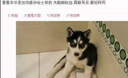 朋友圈虐狗说说