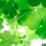 可爱的四叶草头像 最美的四叶草图片头像