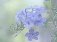 描写失恋的句子 描写失恋痛苦的句子