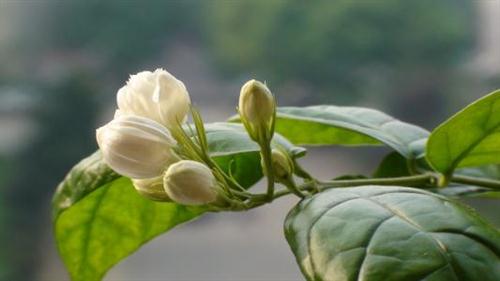 形容茉莉花的句子