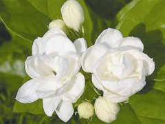形容茉莉花的句子 描写茉莉花的句子