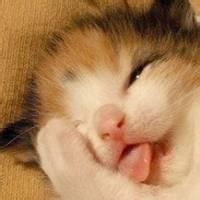 呆萌小猫咪可爱头像
