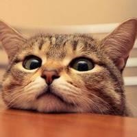 呆萌小猫咪可爱头像