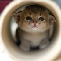 呆萌小猫咪可爱头像