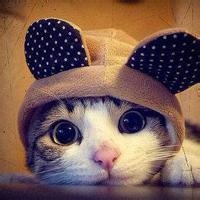 呆萌小猫咪可爱头像