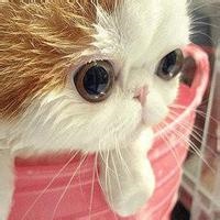 呆萌小猫咪可爱头像