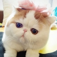 呆萌小猫咪可爱头像