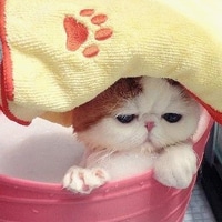 呆萌小猫咪可爱头像