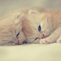 呆萌小猫咪可爱头像