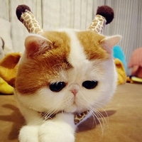 呆萌小猫咪可爱头像