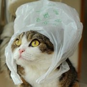 微信头像猫咪 可爱猫咪微信头像