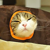 微信头像猫咪