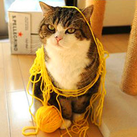 微信头像猫咪