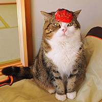 微信头像猫咪