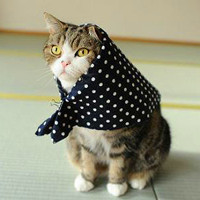 微信头像猫咪