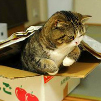 微信头像猫咪