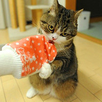 微信头像猫咪
