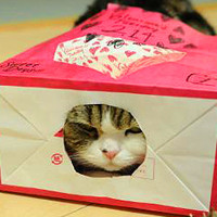 微信头像猫咪