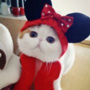 高清微信猫咪头像图片大全