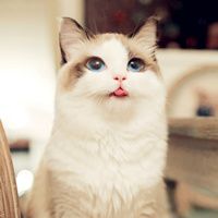 高清微信猫咪头像图片大全