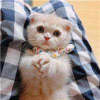 高清微信猫咪头像图片大全