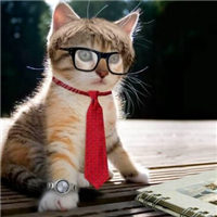 高清微信猫咪头像图片大全