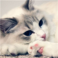 高清微信猫咪头像图片大全