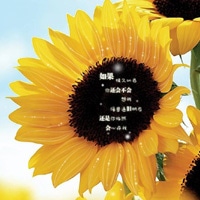 太阳花的微信头像图片