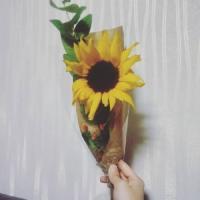 太阳花的微信头像图片