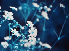 关于花朵的句子 形容花朵的句子