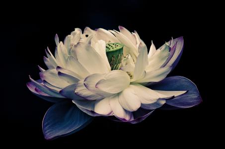 描写莲花高贵品质的句子