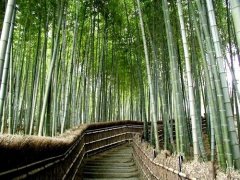 平凡人生经典语句 一个天才的平凡人生