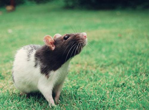 带安字的微信网名