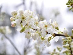 跟樱花有关的伤感句子 有关樱花的唯美句子