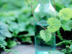 美文爱情唯美句子 关于爱情的唯美句子