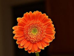 有关花的伤感句子 关于花落的伤感句子