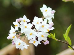 关于花朵的唯美句子 关于花的句子大全