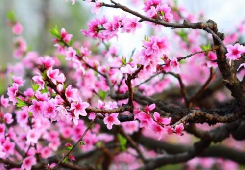 形容桃花优美的句子