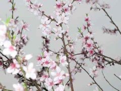 形容桃花优美的句子 形容桃花的优美句子