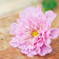 微信花的头像