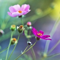微信花的头像