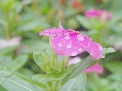 形容蝴蝶的优美句子 描写蝴蝶花的优美句子