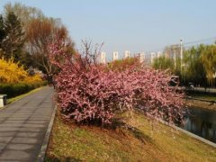 关于春天小河的句子 描写春天小河的句子