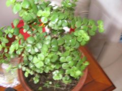 买了一盆花发什么说说